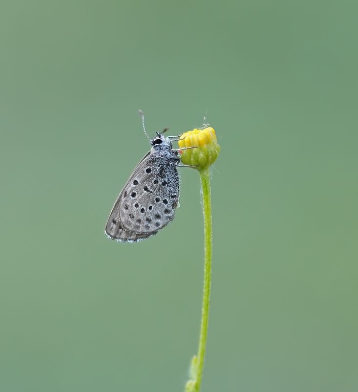 Moors Tijmblauwtje / False Baton Blue