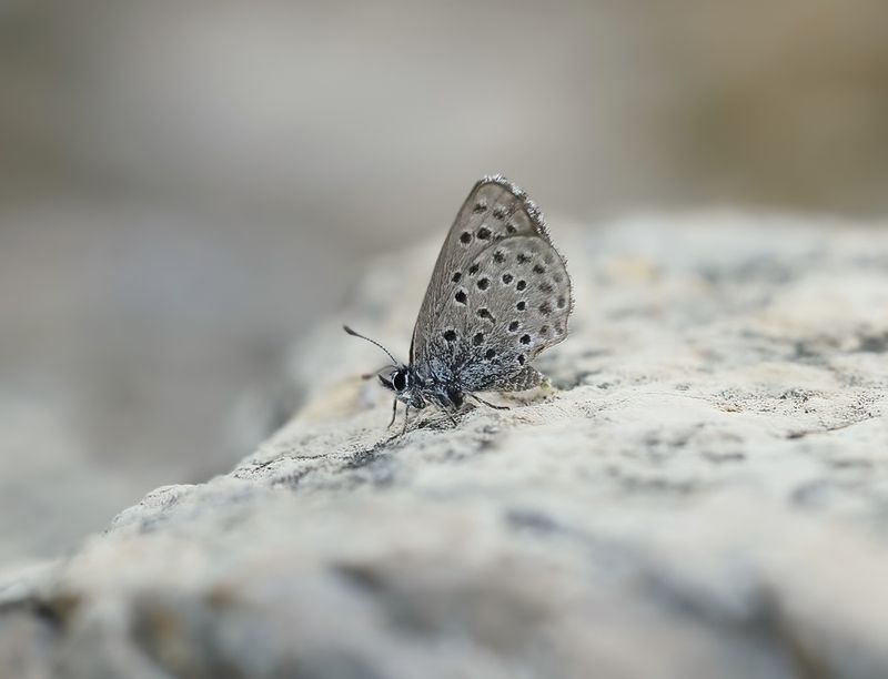 Moors Tijmblauwtje / False Baton Blue