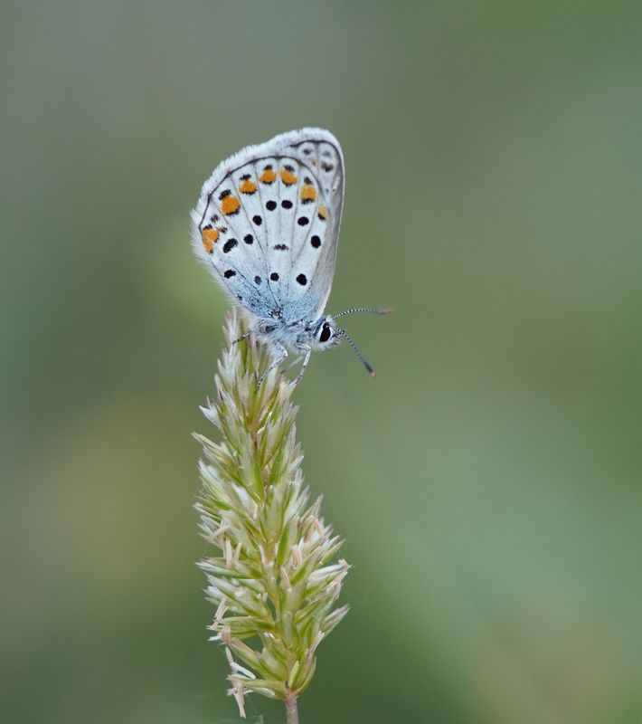 Spaans Saffierblauwtje / Spanish Sapphire Blue