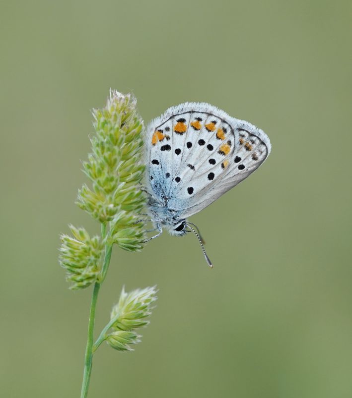 Spaans Saffierblauwtje / Spanish Sapphire Blue