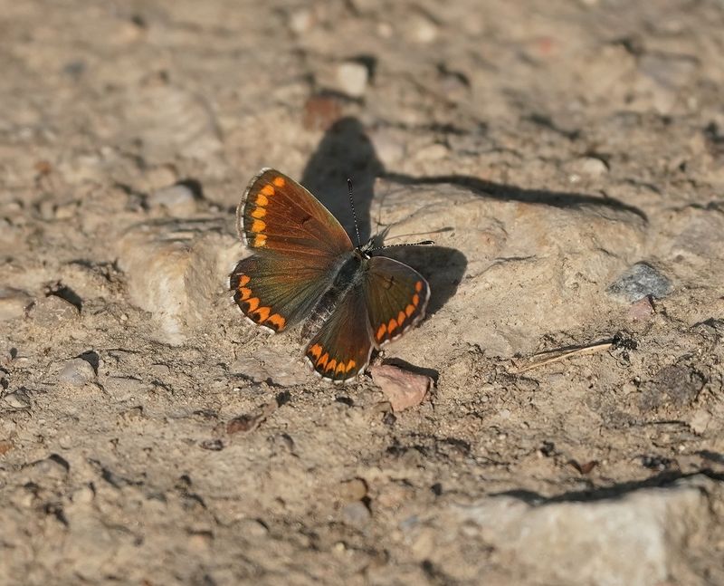 Moors Bruin Blauwtje / Southern Brown Argus