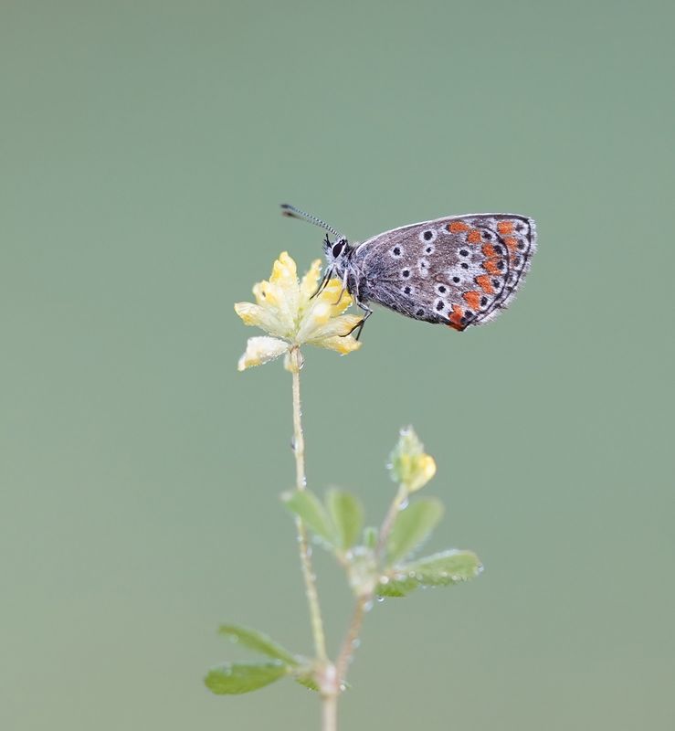 Moors Bruin Blauwtje / Southern Brown Argus