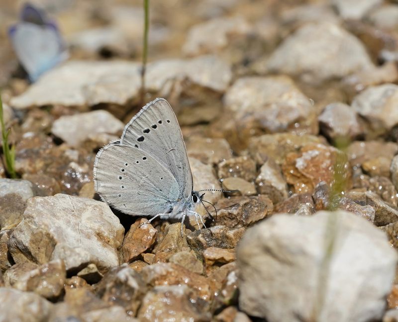 Klaverblauwtje / Mazarine Blue