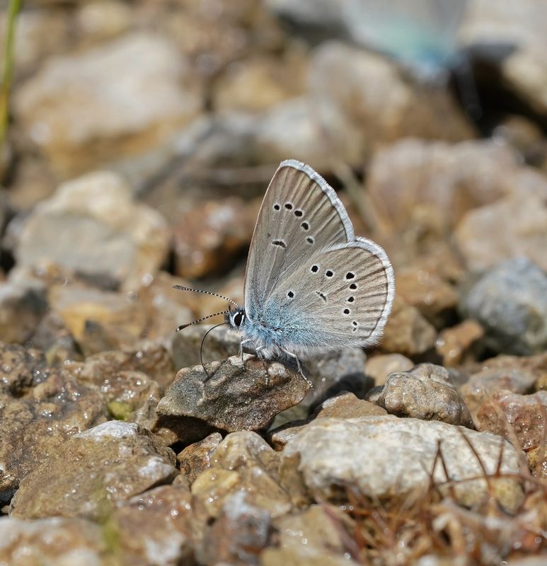 Klaverblauwtje / Mazarine Blue