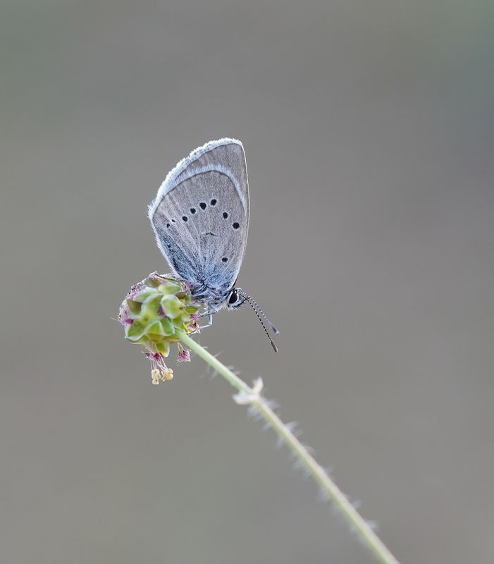 Klaverblauwtje / Mazarine Blue
