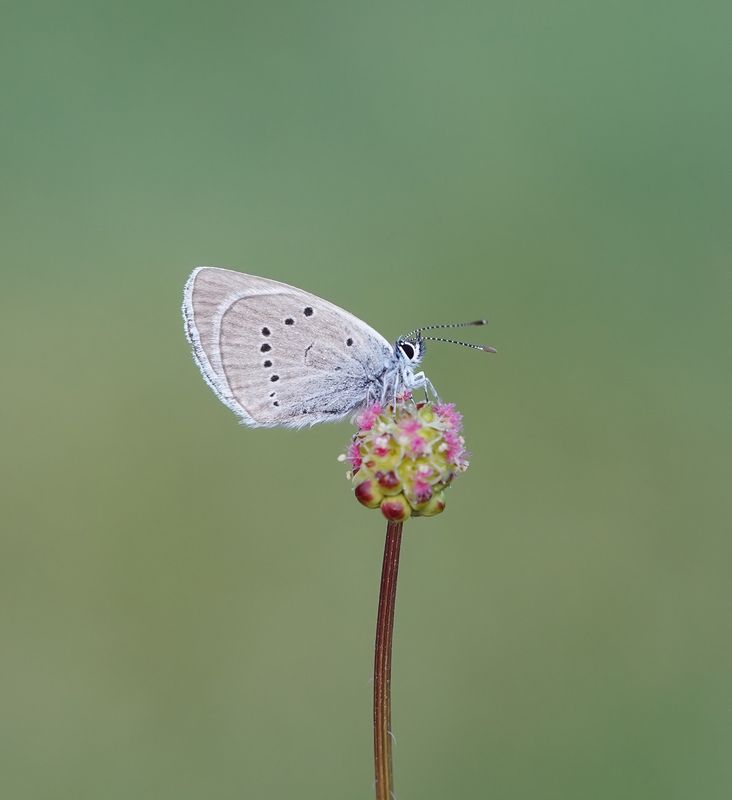 Klaverblauwtje / Mazarine Blue