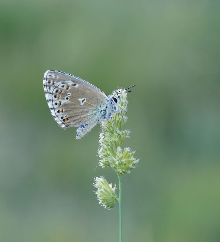 Provençaals Bleek Blauwtje / Provence Chalkhill Blue