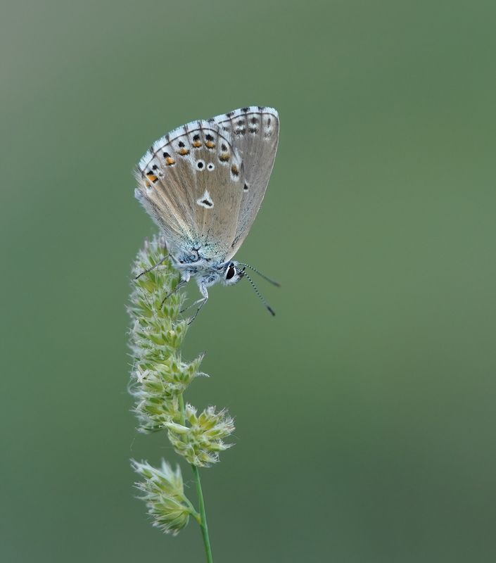 Provençaals Bleek Blauwtje / Provence Chalkhill Blue