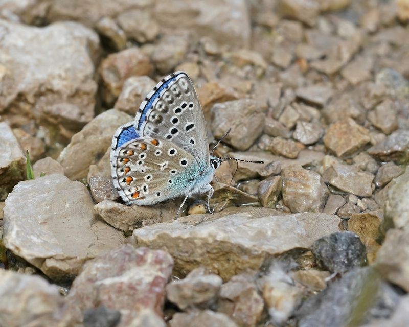 Adonisblauwtje / Adonis Blue