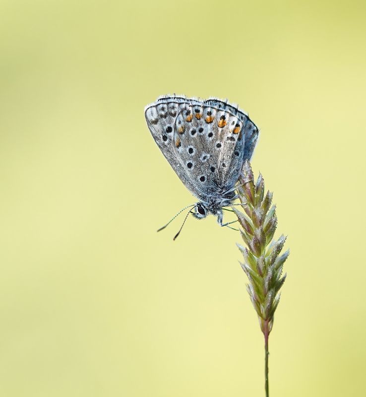 Adonisblauwtje / Adonis Blue