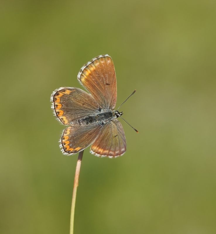 Adonisblauwtje / Adonis Blue