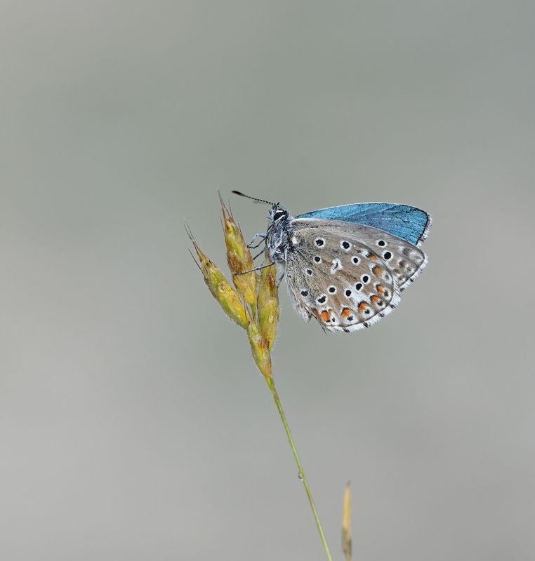 Adonisblauwtje / Adonis Blue