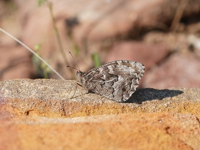 Heivlinder / Grayling