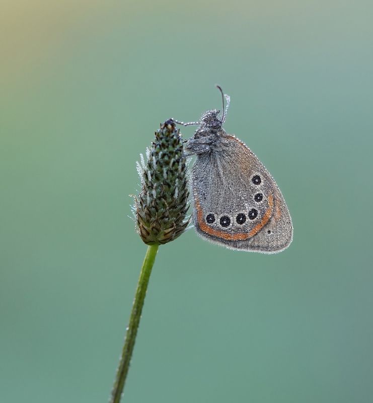 Roodstreephooibeestje / Chestnut Heath