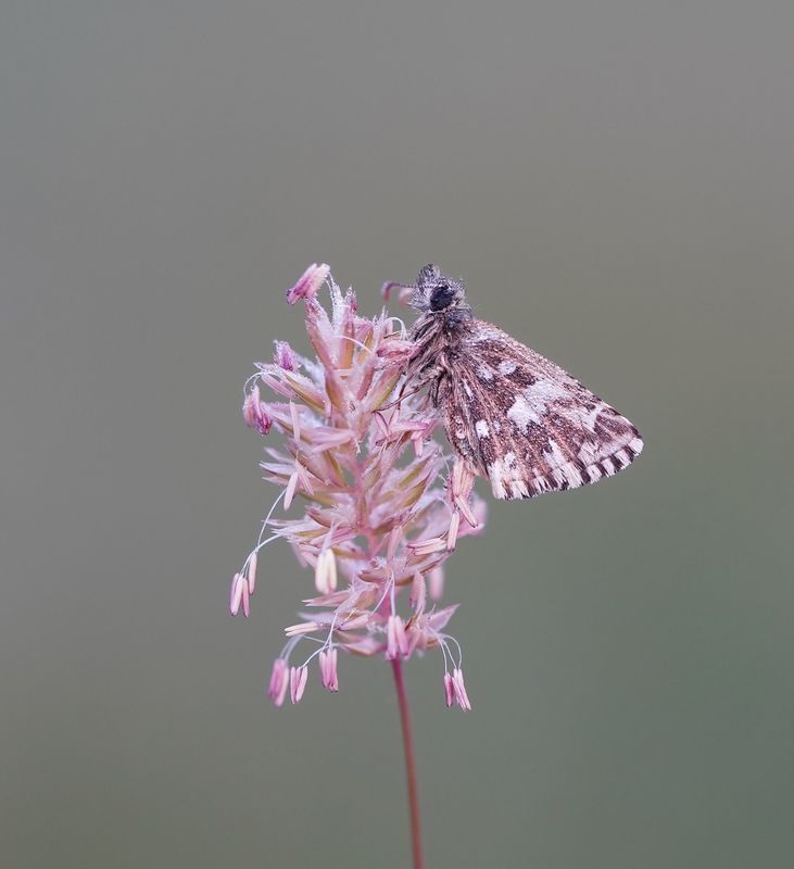 Zuidelijke Aardbeivlinder / Southern Grizzled Skipper