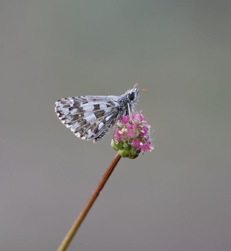 Groot Spikkeldikkopje / Large Grizzled Skipper