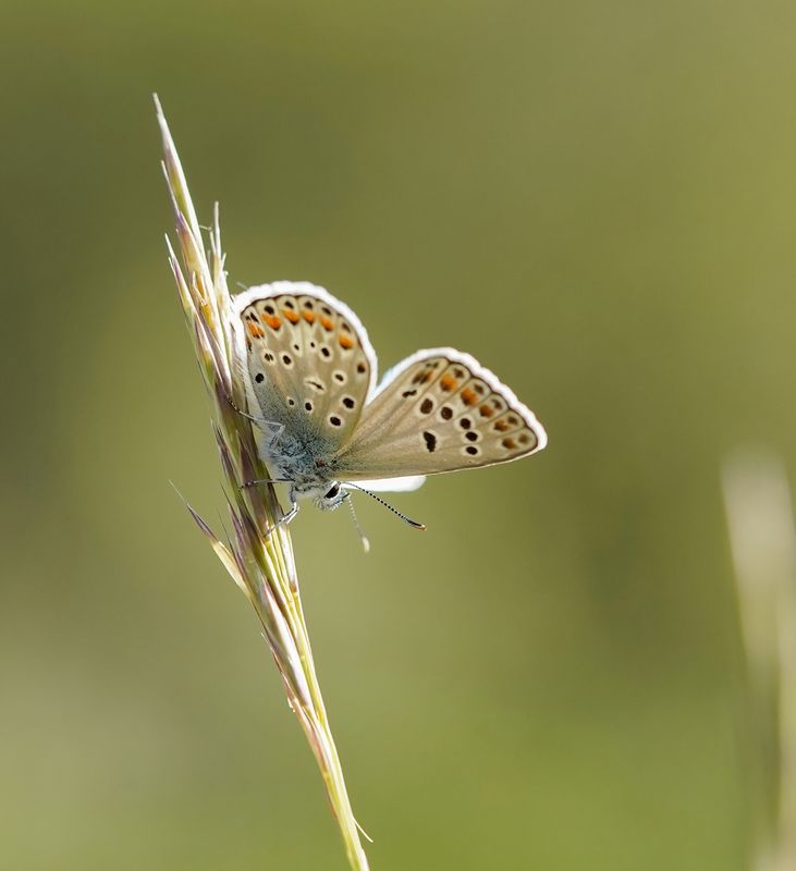 Groot Tragantblauwtje / Eschers Blue