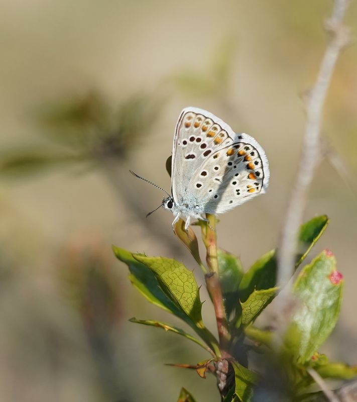 Groot Tragantblauwtje / Eschers Blue