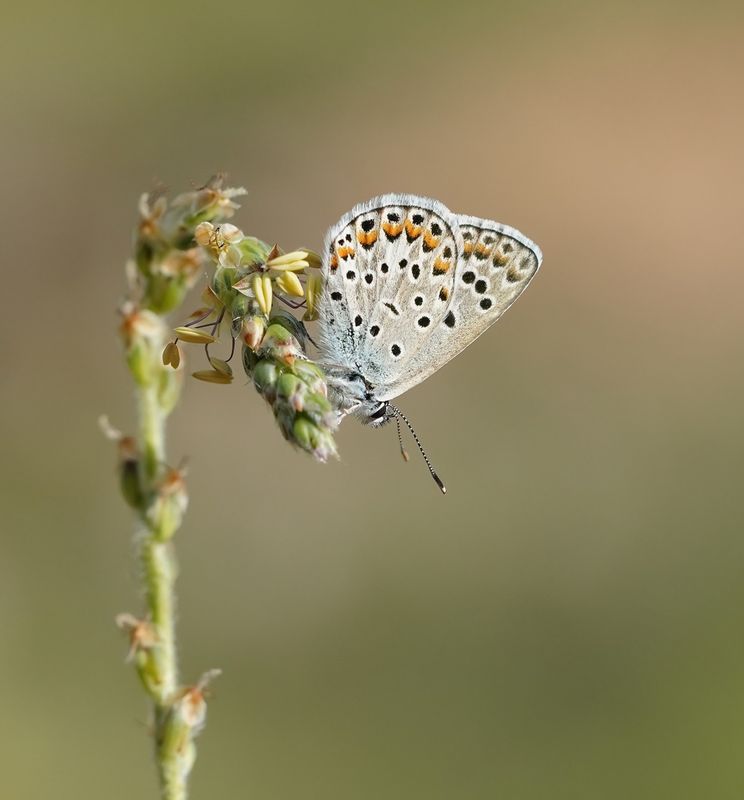 Groot Tragantblauwtje / Eschers Blue