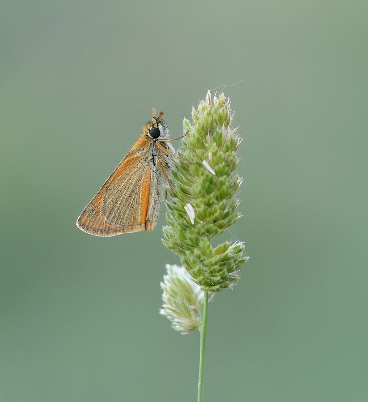 Geelsprietdikkopje / Small Skipper