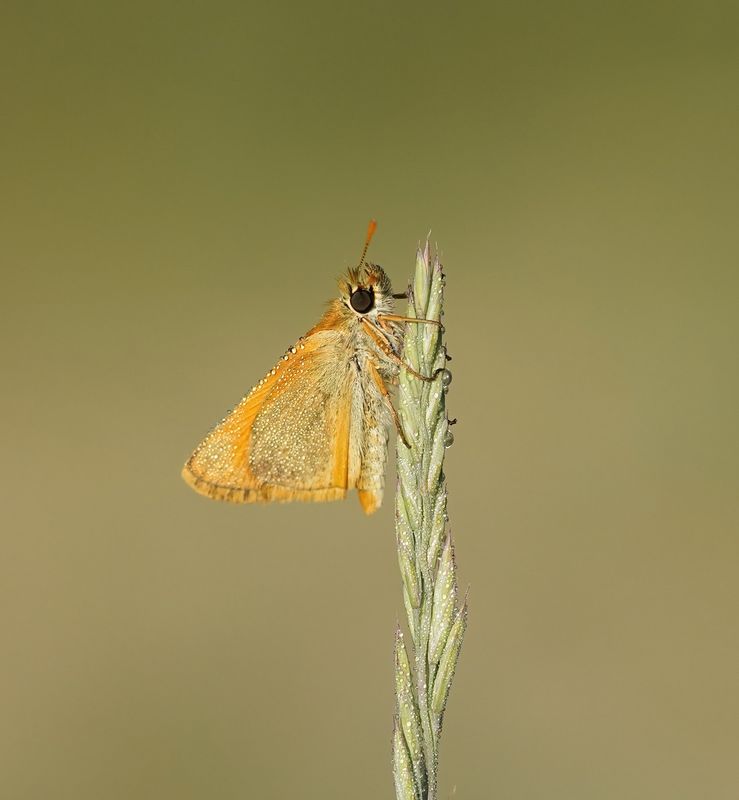 Geelsprietdikkopje / Small Skipper