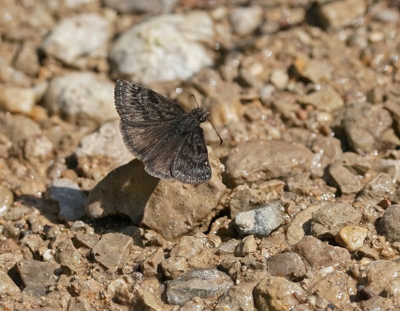 Bruin Dikkopje / Chequered Skipper