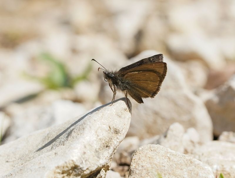 Bruin Dikkopje / Chequered Skipper