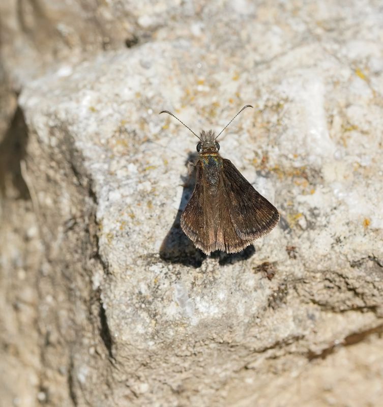 Bruin Dikkopje / Chequered Skipper