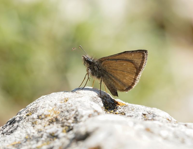 Bruin Dikkopje / Chequered Skipper