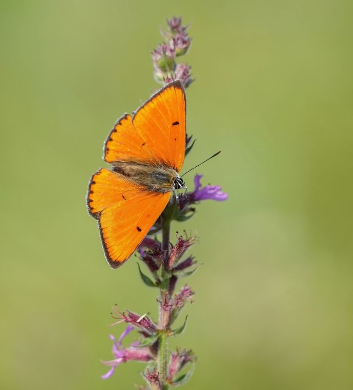 Grote Vuurvlinder / Large Copper (Lycaena dispar batava)