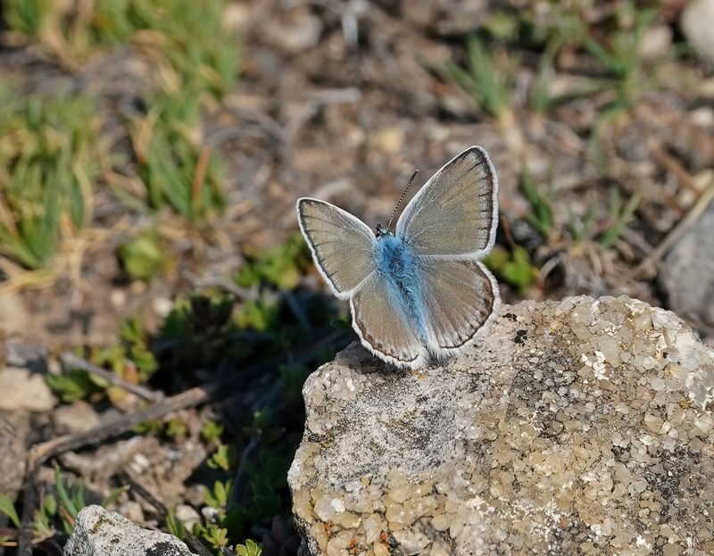 Parelmoerblauwtje / Mother-of-pearl Blue