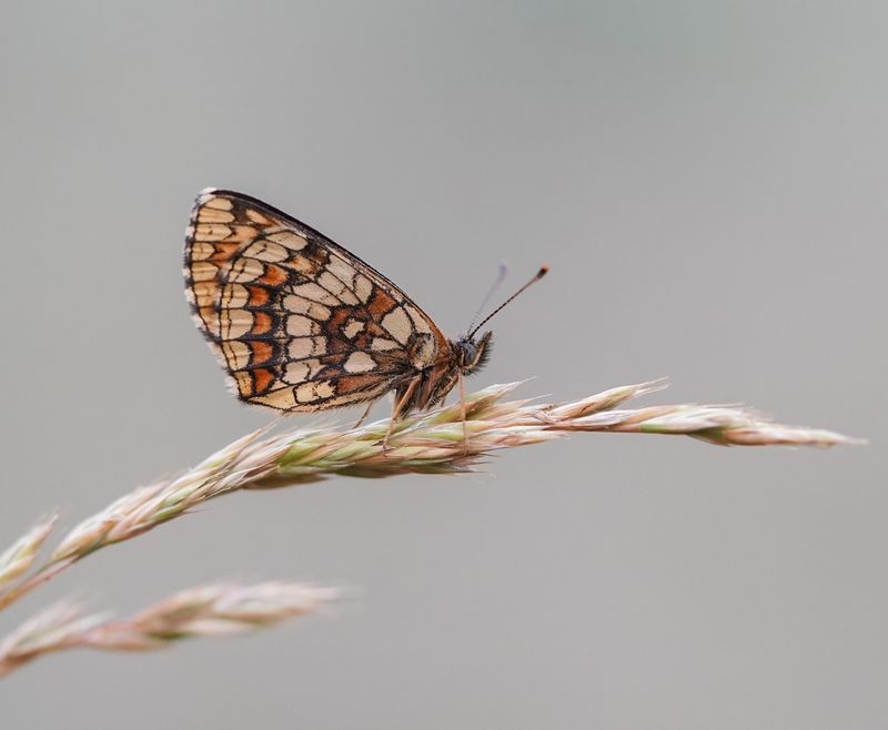 Bosparelmoervlinder / Heath Fritillary