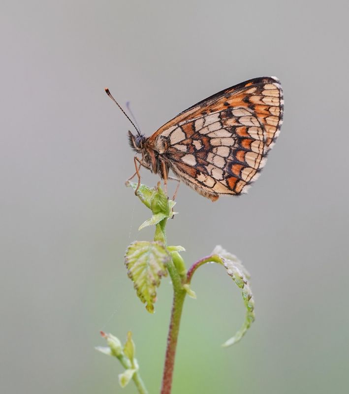 Bosparelmoervlinder / Heath Fritillary