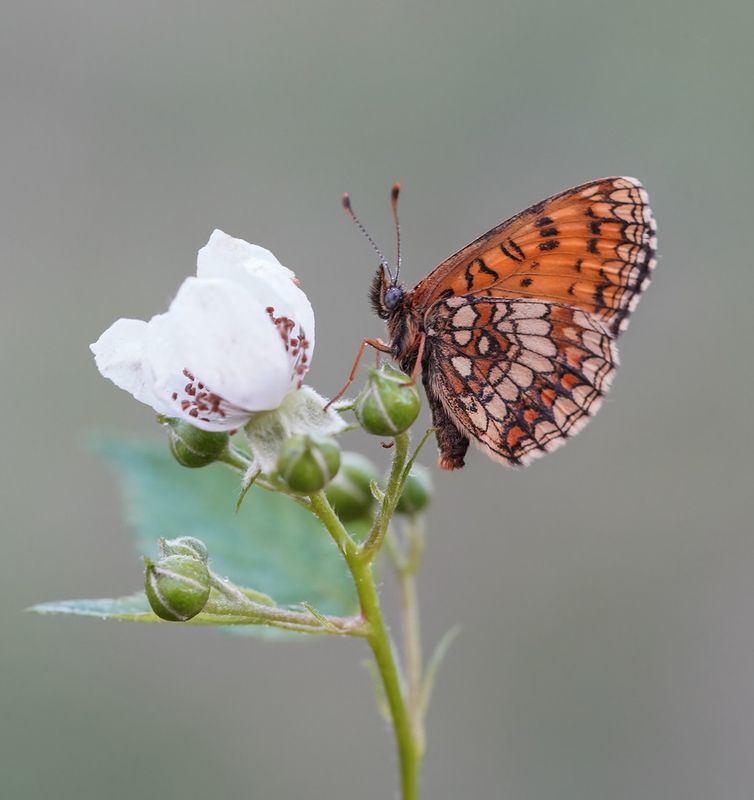 Bosparelmoervlinder / Heath Fritillary
