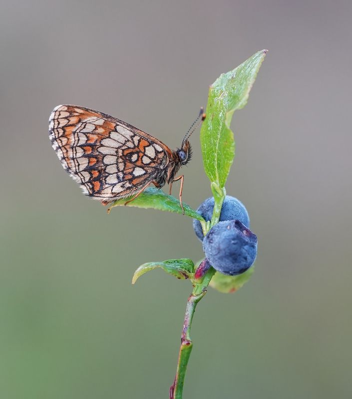 Bosparelmoervlinder / Heath Fritillary