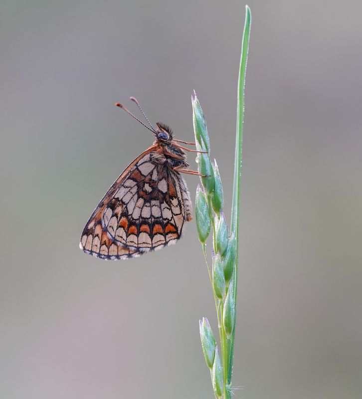 Bosparelmoervlinder / Heath Fritillary