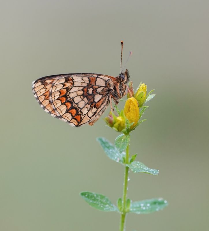 Bosparelmoervlinder / Heath Fritillary