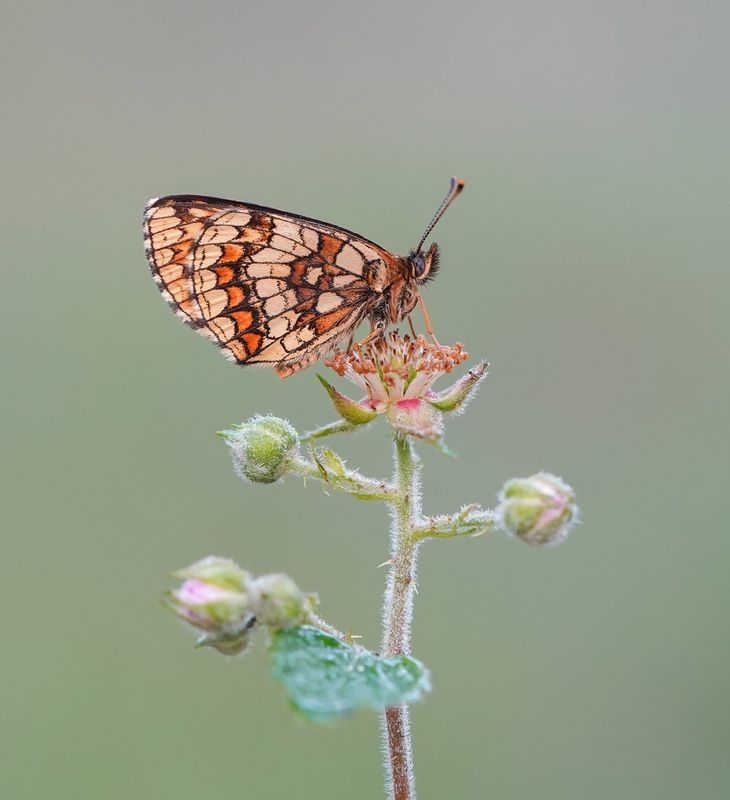Bosparelmoervlinder / Heath Fritillary