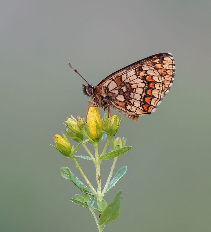 Bosparelmoervlinder / Heath Fritillary