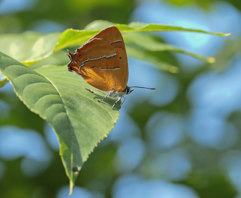 Sleedoornpage / Brown Hairstreak