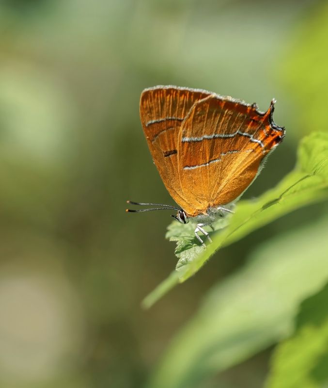 Sleedoornpage / Brown Hairstreak