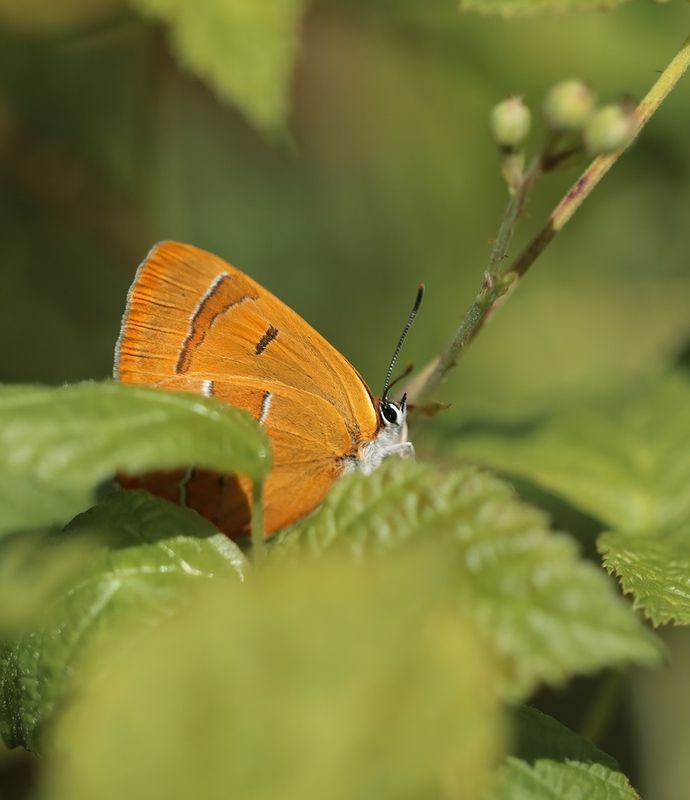 Sleedoornpage / Brown Hairstreak