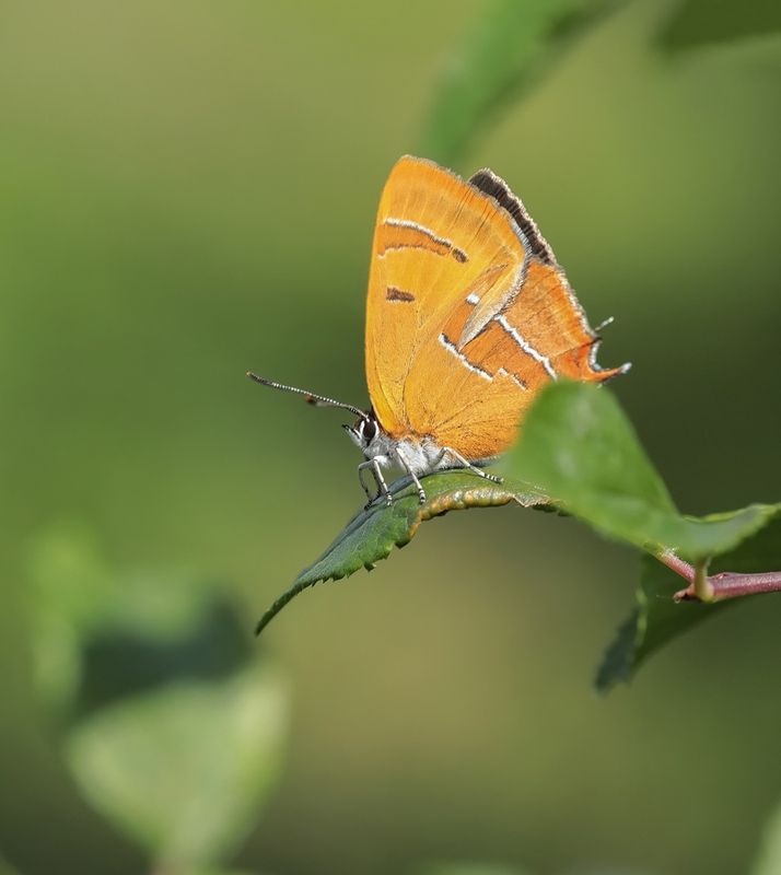Sleedoornpage / Brown Hairstreak