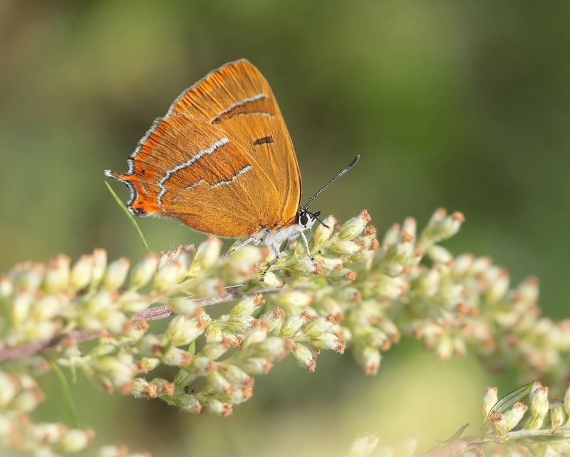 Sleedoornpage / Brown Hairstreak