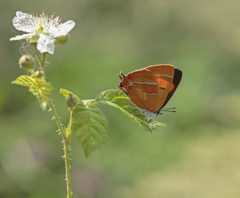 Sleedoornpage / Brown Hairstreak