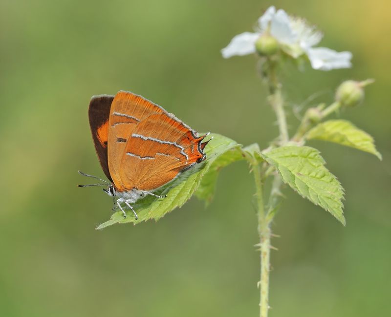 Sleedoornpage / Brown Hairstreak