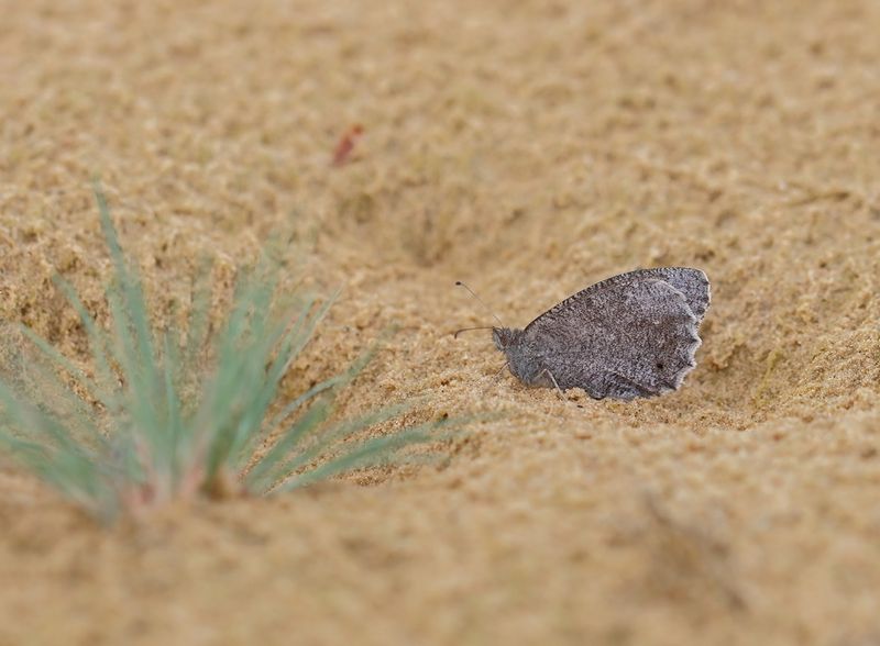 Kleine Heivlinder / Tree Grayling
