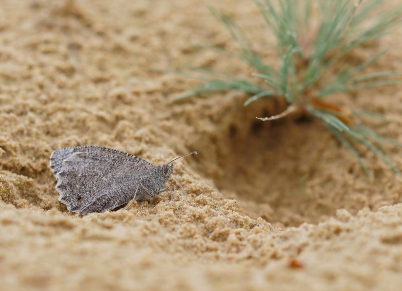 Kleine Heivlinder / Tree Grayling
