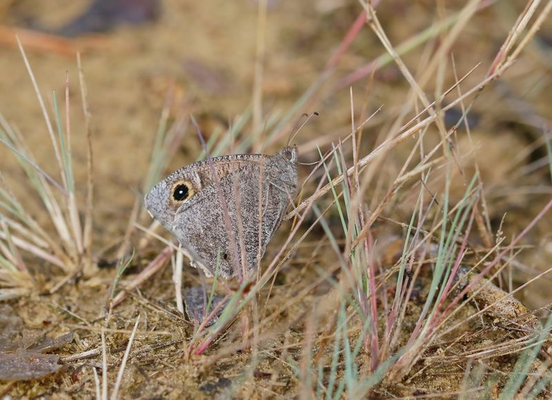 Kleine Heivlinder / Tree Grayling