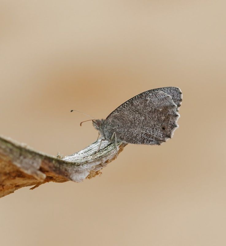 Kleine Heivlinder / Tree Grayling